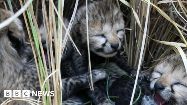 Precious cheetah cubs die in India national park
