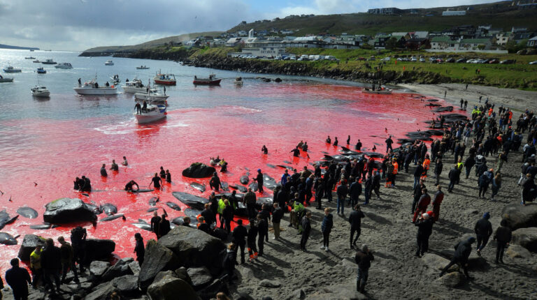 Faroe Islands Begin ‘Horrifically Cruel’ Whale Hunts