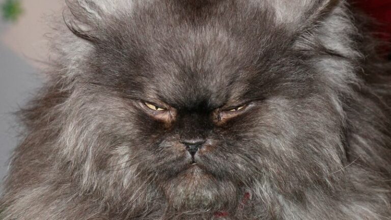 Apparently This Matters: Colonel Meow is dead